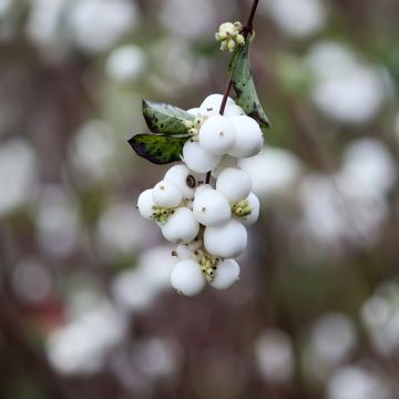 Gewöhnliche Schneebeere Laevigatus - Symphoricarpos albus var. laevigatus