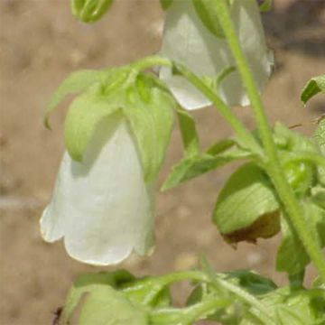 Symphyandra pendula - Steinglocke