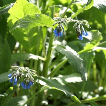 Symphytum azureum - Blauer Beinwell