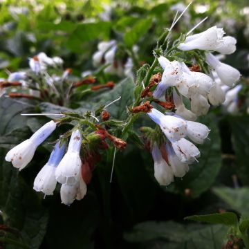 Symphytum grandiflorum Hidcote Blue - Kleiner Kaukasus Beinwell