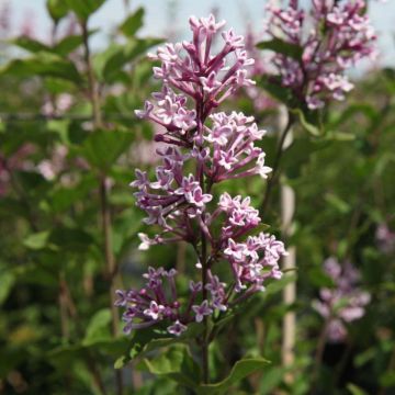 Zwerg-Duftflieder Josée - Syringa velutina