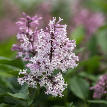 Zwerg-Duftflieder Little Lady™ - Syringa x hybrida