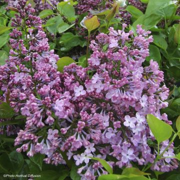 Flieder Maiden's Blush - Syringa hyacinthiflora