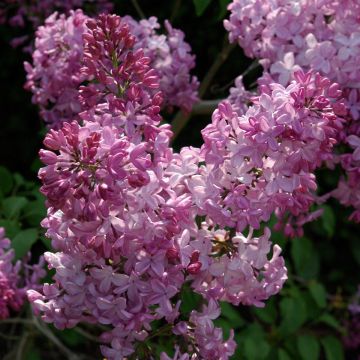 Syringa (x) hyacinthiflora Esther Staley - Flieder