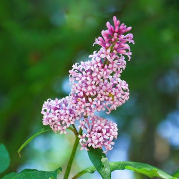 Ungarischer Flieder - Syringa josikae