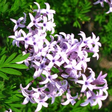 Persischer Flieder var. Laciniata - Syringa persica