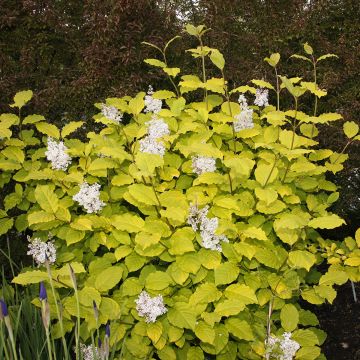 Zottiger Flieder Aurea - Syringa villosa