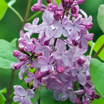 Lilas -  Syringa vulgaris