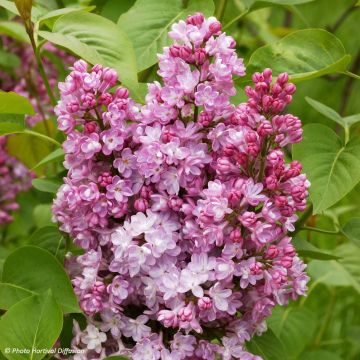 Edelflieder Belle de Nancy - Syringa vulgaris