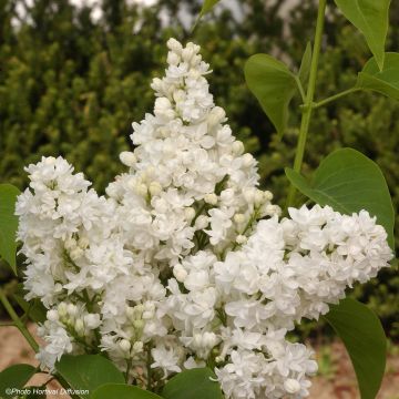 Edelflieder Dentelle d'Anjou - Syringa vulgaris