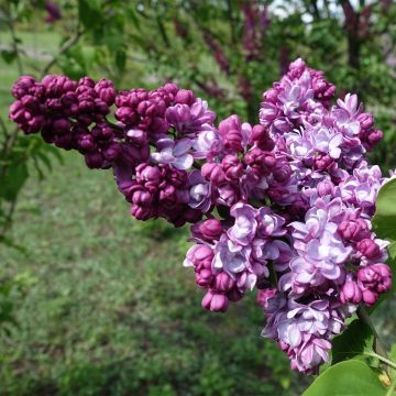 Edelflieder Paul Thirion - Syringa vulgaris