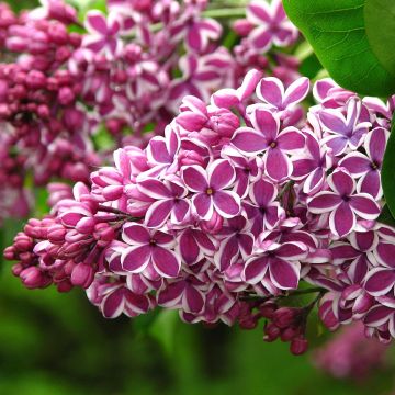 Edelflieder Sensation - Syringa vulgaris