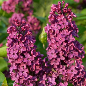 Edelflieder Souvenir de Louis Spaeth - Syringa vulgaris