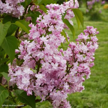 Edelflieder Zhemchuzhina - Syringa vulgaris