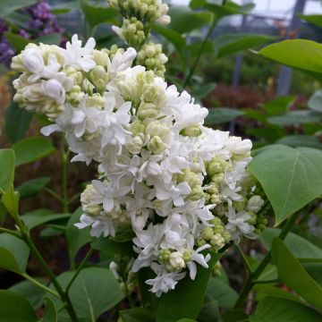 Edelflieder Madame Lemoine - Syringa vulgaris