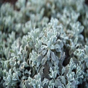 Tanacetum haradjanii Little Frosty - Silberblatt-Margerite