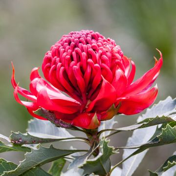 Telopea speciosissima Red Embers - Telopeie