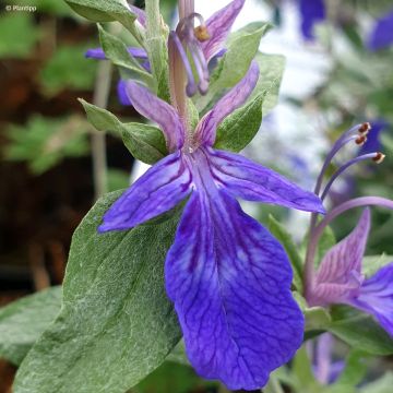 Teucrium Indyho - Gamander