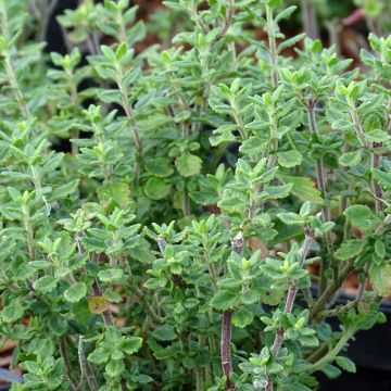 Teucrium lucidrys - Immergrüner Gamander