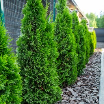 Thuja occidentalis Smaragd