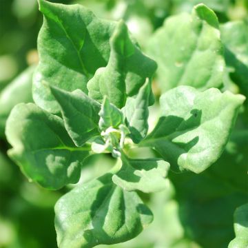 Neuseelandspinat - Ferme de Sainte Marthe - Tetragonia tetragonioides