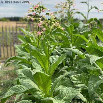 Echter Tabak Gold Leaf Orinoco - Nicotiana