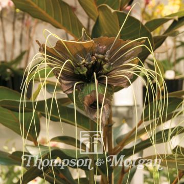 Tacca chantrieri Green Isle (Samen) - Fledermausblume