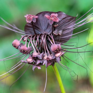 Tacca chantrieri - Fledermausblume