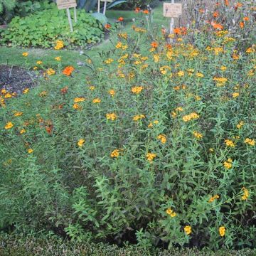 Studentenblume - Tagetes lucida