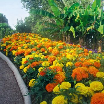 Aufrechte Studentenblume F1 Taishan Mix - Tagetes