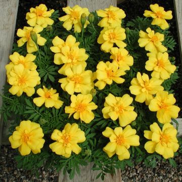 Niedrige Studentenblume Queen Yellow - Tagetes