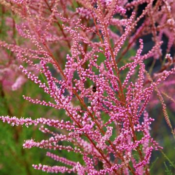 Tamarix ramosissima Rubra - Sommertamariske