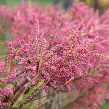 Tamarix gallica - Französische Tamariske