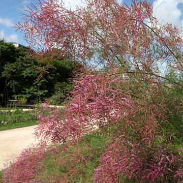 Tamarix ramosissima - Sommertamariske