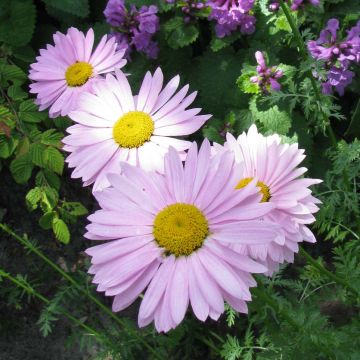 Tanacetum coccineum Robinson Rose - Rotblütige Wucherblume