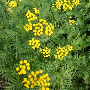 Rainfarn - Tanacetum vulgare