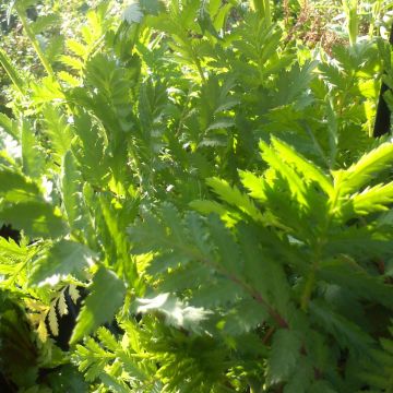 Rainfarn (Pflanzen) - Tanacetum vulgare