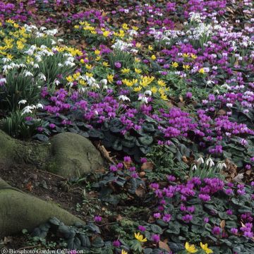 Blumenteppich-Kollektion für den Schatten - 40 Zwiebeln