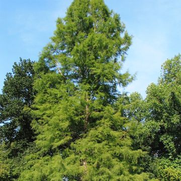 Taxodium distichum - Cyprès chauve