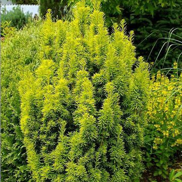 Eibe David - Taxus baccata