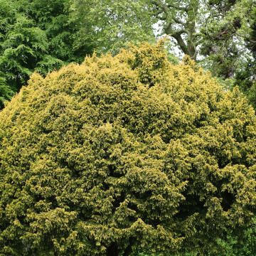 Taxus baccata Elegantissima - Eibe