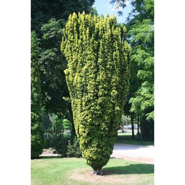 Eibe Fastigiata Aurea - Taxus baccata