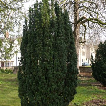 Eibe Fastigiata Robusta - Taxus baccata