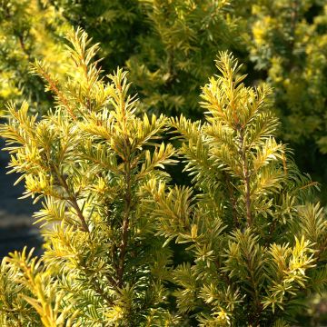 Eibe Kupfergold - Taxus baccata