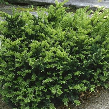 Taxus media Emerald Spreader - If hybride