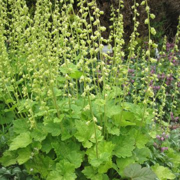 Tellima grandiflora - Falsche Alraunwurzel