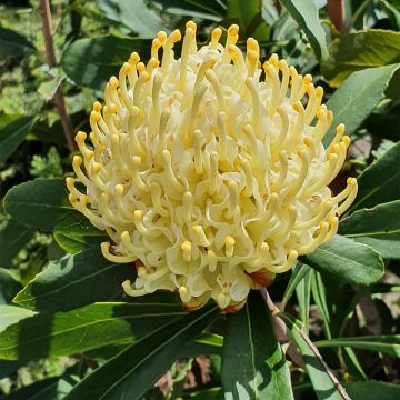 Telopea speciosissima Shady Lady Yellow - Telopeie