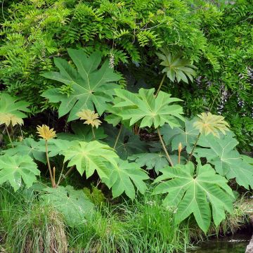 Tetrapanax papyrifera Rex - Reispapierbaum