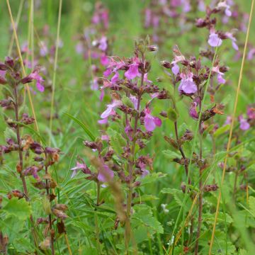 Teucrium chamaedrys Wild Form - Gemeiner Gamander