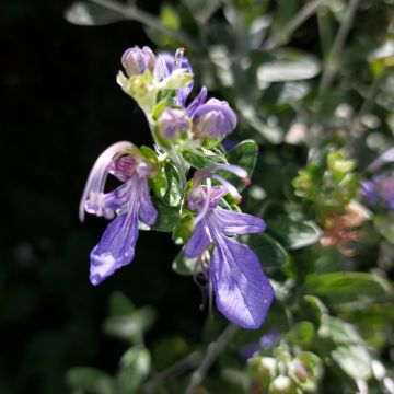 Teucrium fruticans Azureum - Strauchiger Gamander